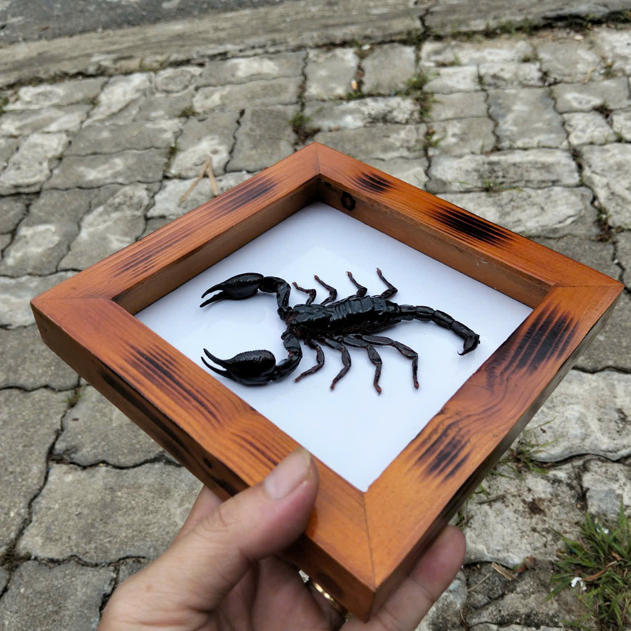 Real Vietnam Scorpion Frame - Handmade Taxidermy Insect Art for Oddity Home Decor (in US)