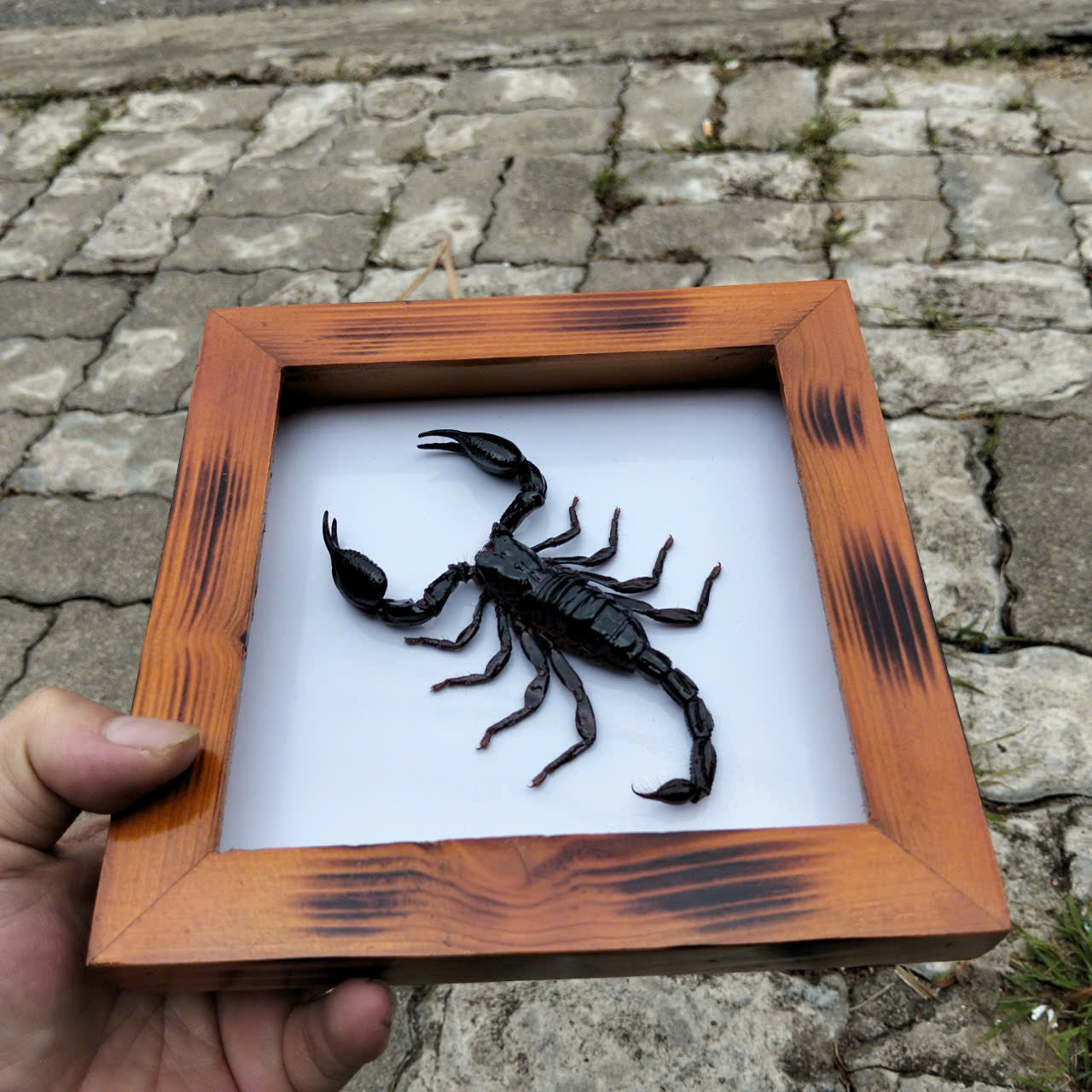 Real Vietnam Scorpion Frame - Handmade Taxidermy Insect Art for Oddity Home Decor (in US)