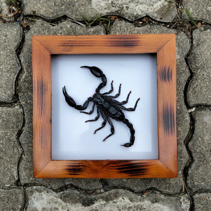 Real Vietnam Scorpion Frame - Handmade Taxidermy Insect Art for Oddity Home Decor (in US)