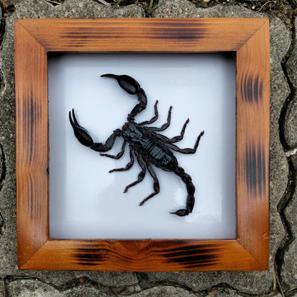 Real Vietnam Scorpion Frame - Handmade Taxidermy Insect Art for Oddity Home Decor (in US)