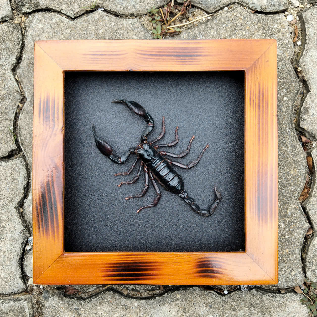 Real Halloween Black Scorpion - Framed Insect Taxidermy Curiosity  for Mysterious Home Decor (in US)