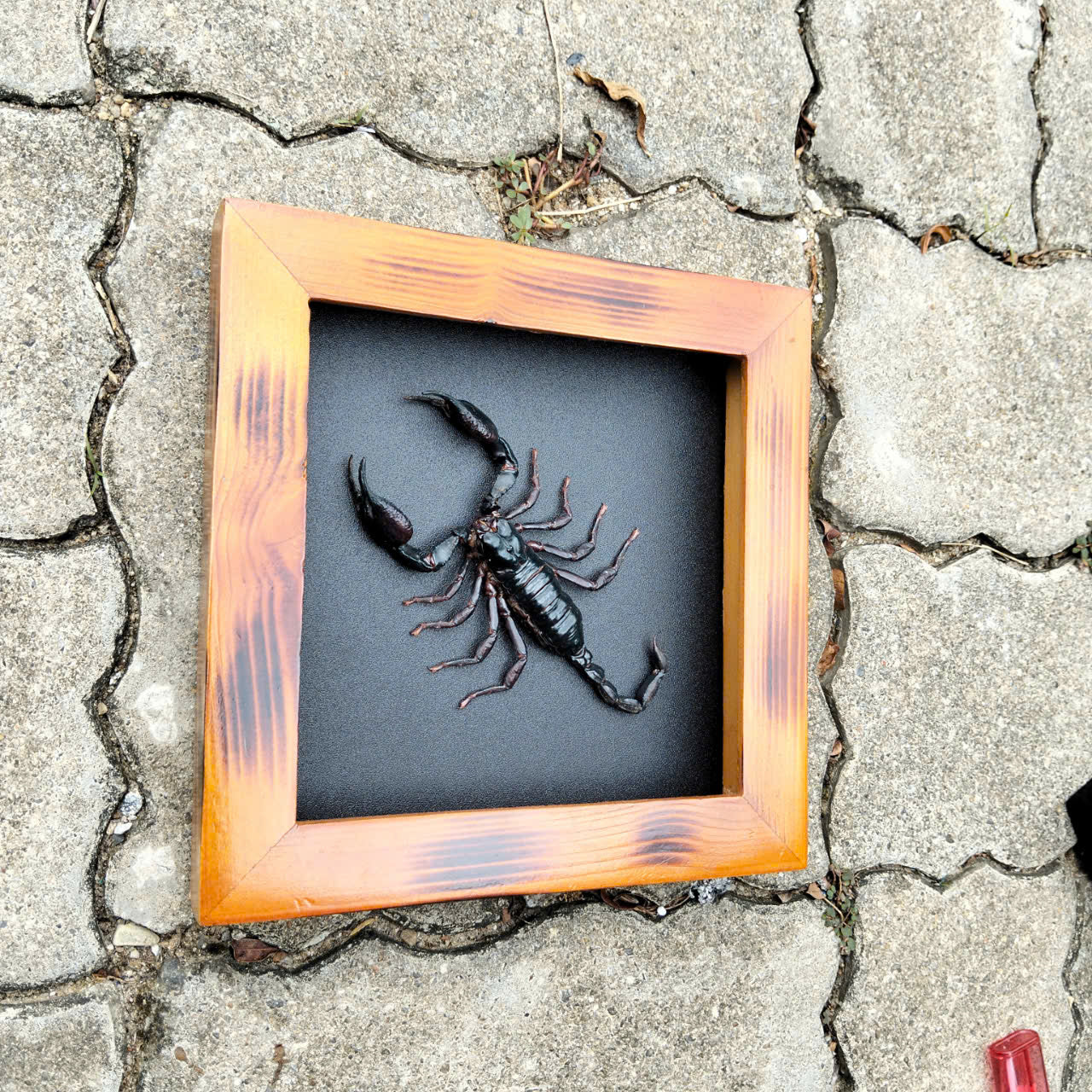 Real Halloween Black Scorpion - Framed Insect Taxidermy Curiosity  for Mysterious Home Decor (in US)