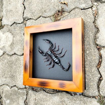 Real Halloween Black Scorpion - Framed Insect Taxidermy Curiosity  for Mysterious Home Decor (in US)