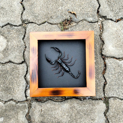 Real Halloween Black Scorpion - Framed Insect Taxidermy Curiosity  for Mysterious Home Decor (in US)