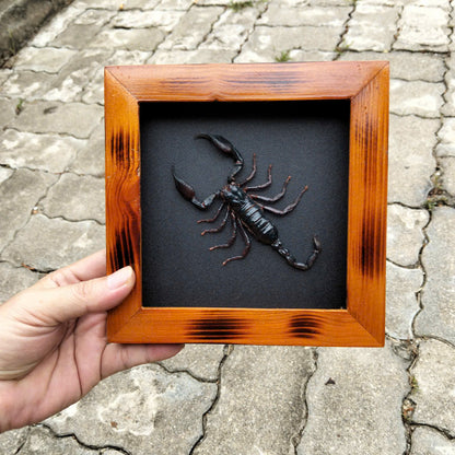 Real Halloween Black Scorpion - Framed Insect Taxidermy Curiosity  for Mysterious Home Decor (in US)