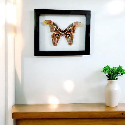 Decorative Insect Frame - Real Vietnam Moth with Vintage Wall Art Style, Handmade Natural History Display (in US)