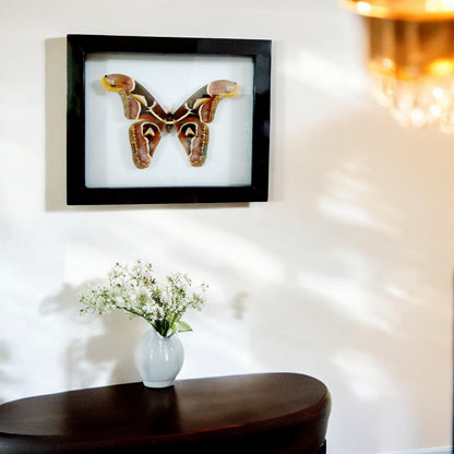 Decorative Insect Frame - Real Vietnam Moth with Vintage Wall Art Style, Handmade Natural History Display (in US)