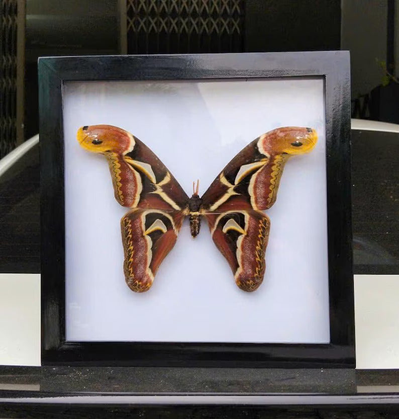 Decorative Insect Frame - Real Vietnam Moth with Vintage Wall Art Style, Handmade Natural History Display (in US)