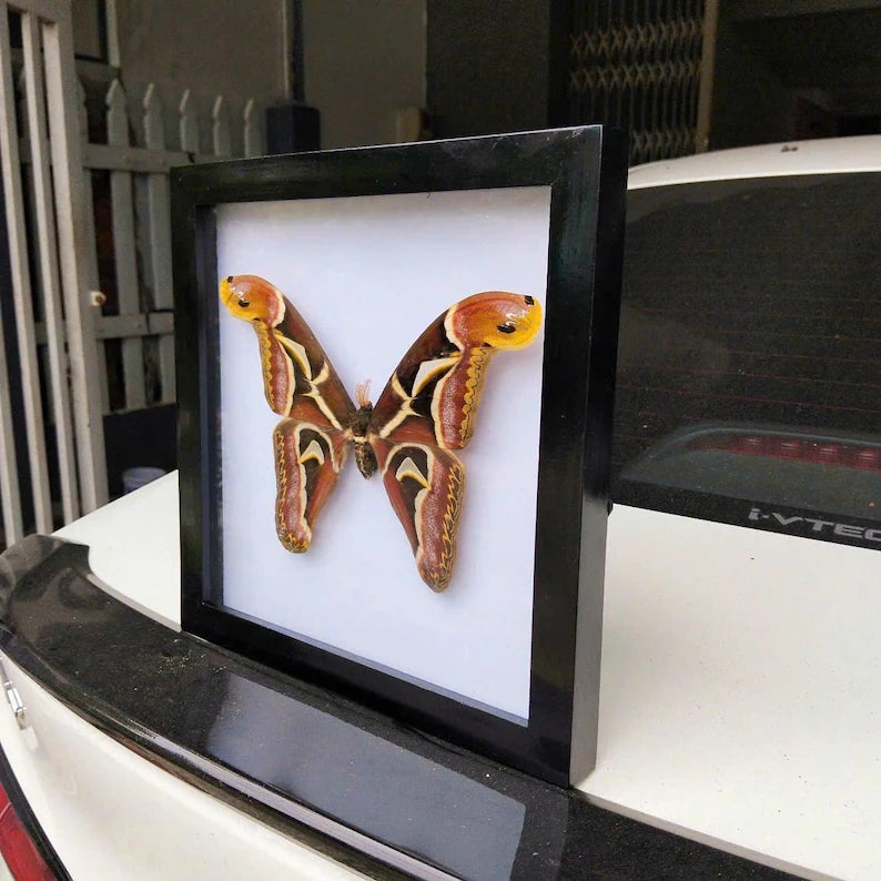 Decorative Insect Frame - Real Vietnam Moth with Vintage Wall Art Style, Handmade Natural History Display (in US)