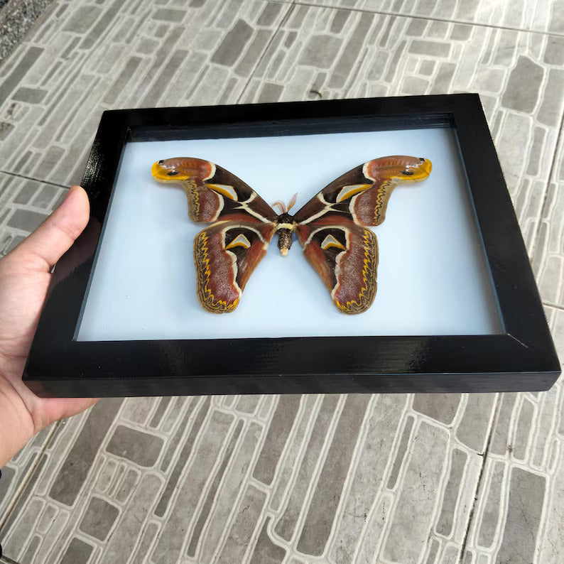 Decorative Insect Frame - Real Vietnam Moth with Vintage Wall Art Style, Handmade Natural History Display (in US)