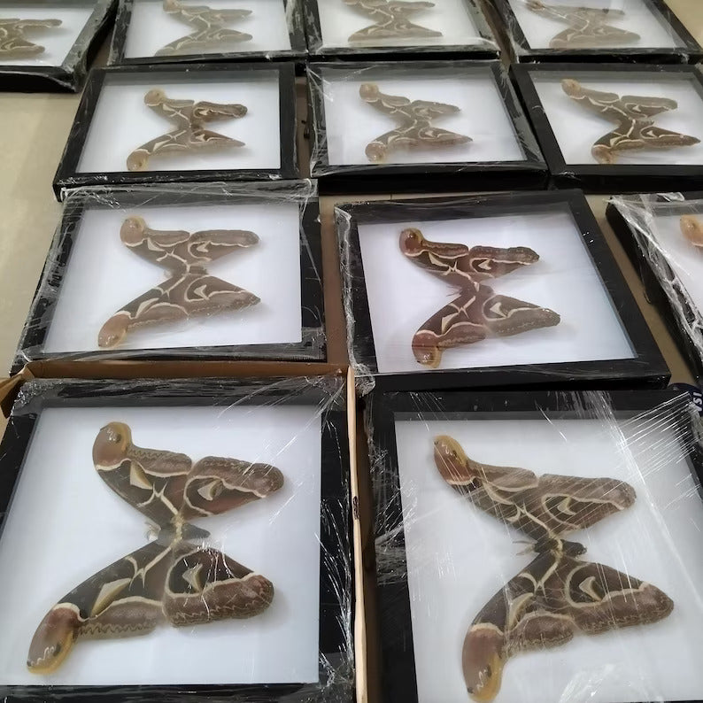 Decorative Insect Frame - Real Vietnam Moth with Vintage Wall Art Style, Handmade Natural History Display (in US)