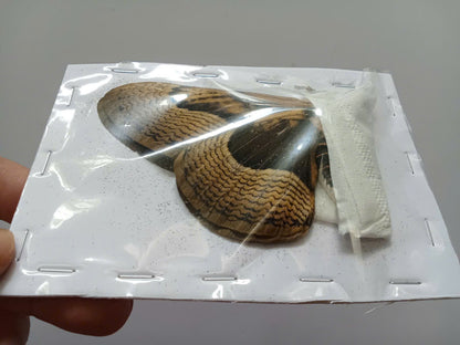 Brahmaea wallichii – Owl Moth A to A-| Closed Wings Specimen - Moth Taxidermy Unmounted Lepidoptera Art