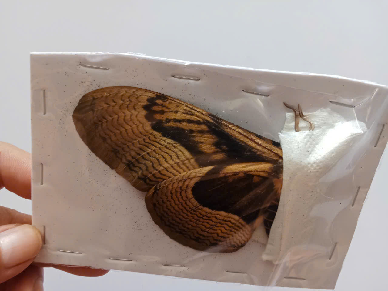 Brahmaea wallichii – Owl Moth A to A-| Closed Wings Specimen - Moth Taxidermy Unmounted Lepidoptera Art