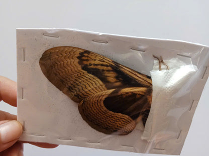 Brahmaea wallichii – Owl Moth A to A-| Closed Wings Specimen - Moth Taxidermy Unmounted Lepidoptera Art
