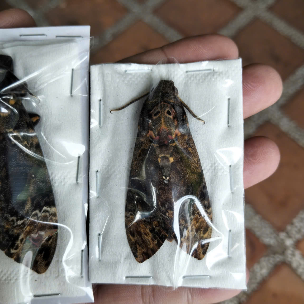 Death Head Moth Specimen - Vietnam Moth Taxidermy, Dried Insect Pack of 2 (1 Male, 1 Female) (in US)