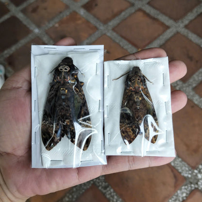 Death Head Moth Specimen - Vietnam Moth Taxidermy, Dried Insect Pack of 2 (1 Male, 1 Female) (in US)