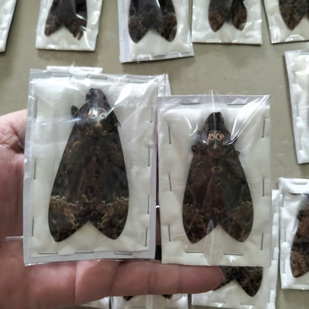 Death Head Moth Specimen - Vietnam Moth Taxidermy, Dried Insect Pack of 2 (1 Male, 1 Female) (in US)