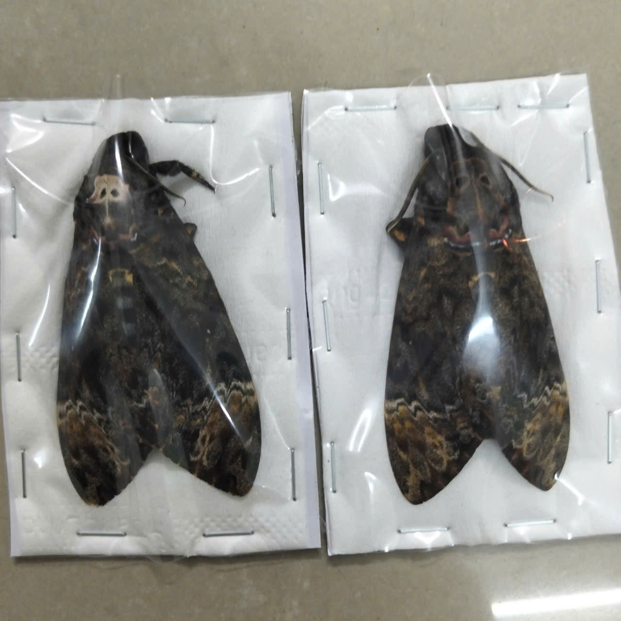 Death Head Moth Specimen - Vietnam Moth Taxidermy, Dried Insect Pack of 2 (1 Male, 1 Female) (in US)