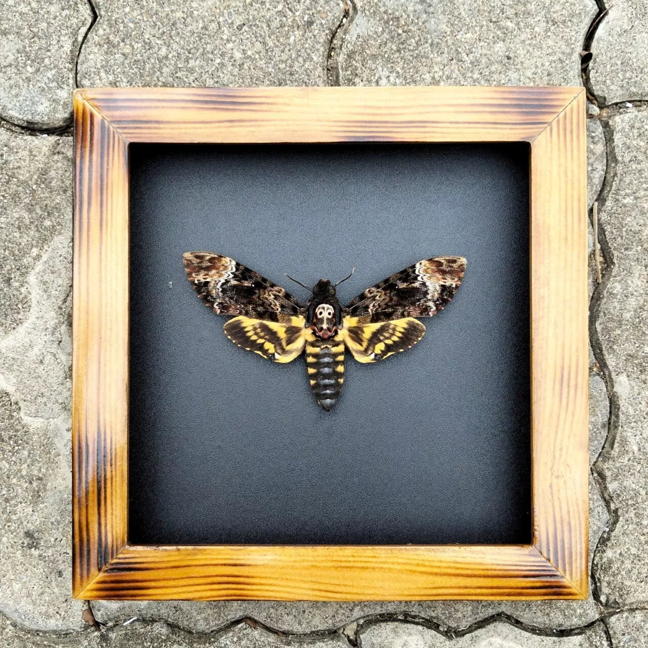 Real Death Head Moth - Handcrafted Gothic Decorative Frame, Unique Halloween Taxidermy Gift (Available in US Warehouse)