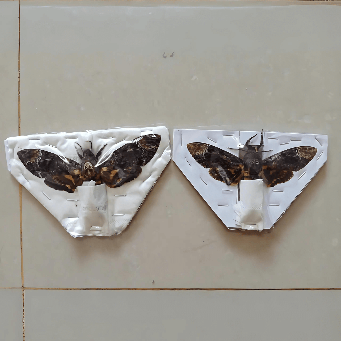 Real Vietnam Death’s Head Moth - Pack of 4 (2 Males, 2 Females) (Available in US Warehouse)