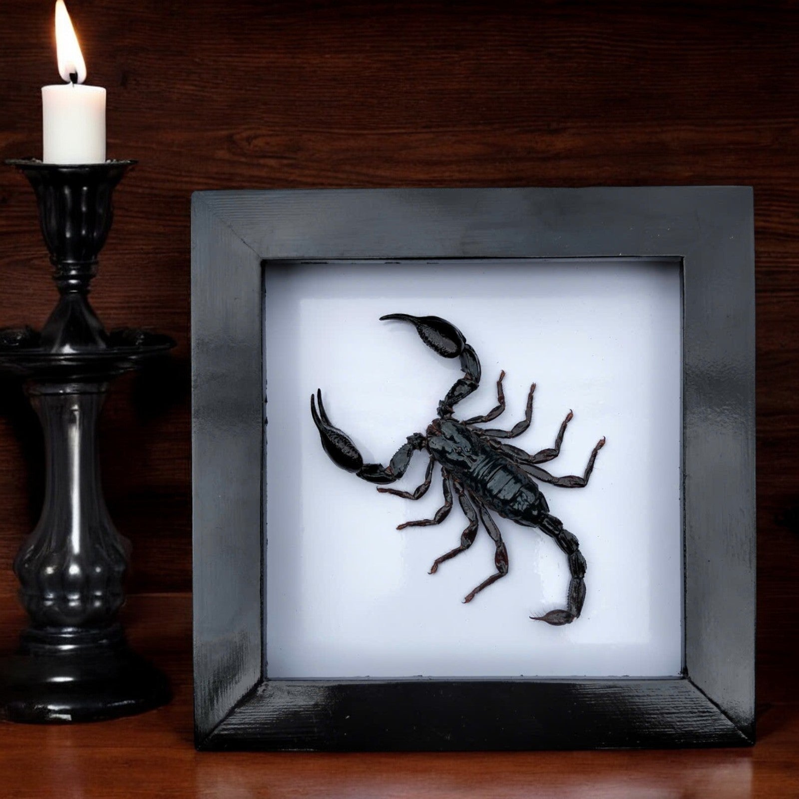 Real Black Scorpion Frame - Taxidermy Spooky Insect Art for Halloween Home Decor, Unique Gift (Available in US Warehouse)