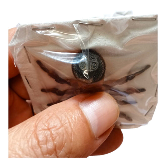 Real Cyclocosmia Ricketti - Vietnam Hourglass Trapdoor Spider Taxidermy Pinned Spooky Insect Pack of 2 (Available in US Warehouse)