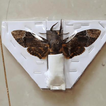 Death’s Head Moth Specimen - Real Vietnam Moth Spread Wings Pack of 2 (in US)