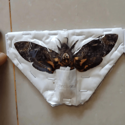 Death’s Head Moth Specimen - Real Vietnam Moth Spread Wings Pack of 2 (in US)