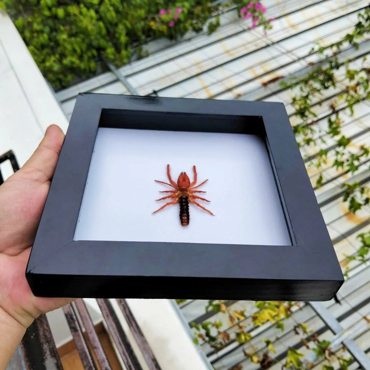 Vietnam Camel Spider in Decorative Insect Frame - Nature Inspired Art for Wall Décor (in US)