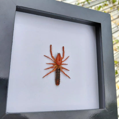 Vietnam Camel Spider in Decorative Insect Frame - Nature Inspired Art for Wall Décor (in US)