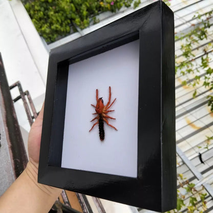 Vietnam Camel Spider in Decorative Insect Frame - Nature Inspired Art for Wall Décor (in US)