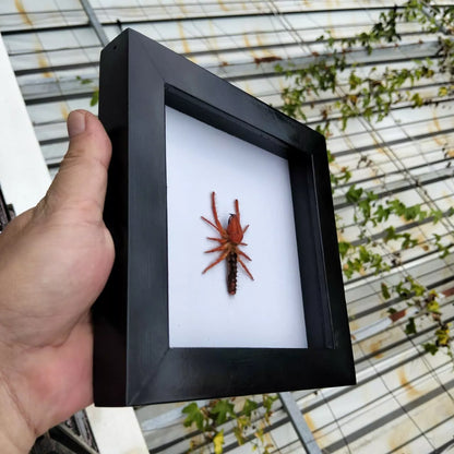 Vietnam Camel Spider in Decorative Insect Frame - Nature Inspired Art for Wall Décor (in US)