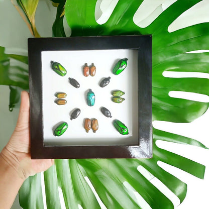 Vietnam Beetle Collection Wooden Frame