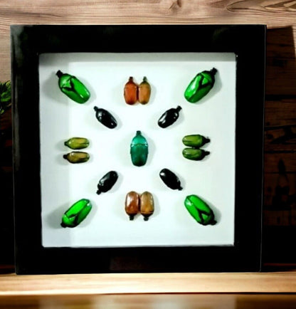 Vietnam Beetle Collection Wooden Frame - Minimalist Insect Decor for Colorful Bugs (Available in US Warehouse)
