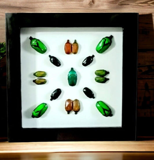 Vietnam Beetle Collection Wooden Frame - Minimalist Insect Decor for Colorful Bugs (Available in US Warehouse)