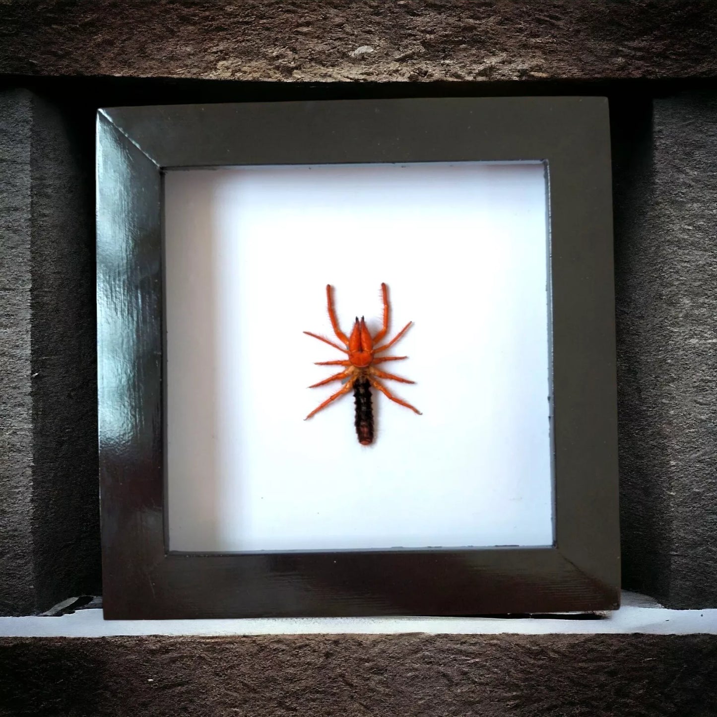 Vietnam Camel Spider in Decorative Insect Frame - Nature Inspired Art for Wall Décor (Available in US Warehouse)