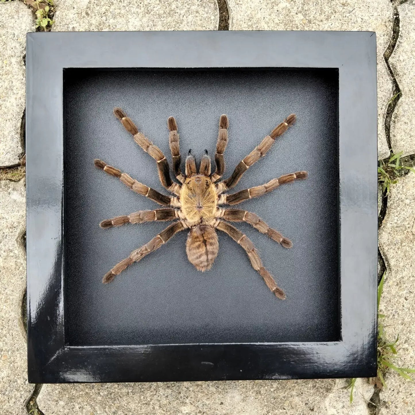 Vietnam Tarantula Frame - Gothic Wall Decor, Artistic Taxidermy Insect Decor (Available in US Warehouse)