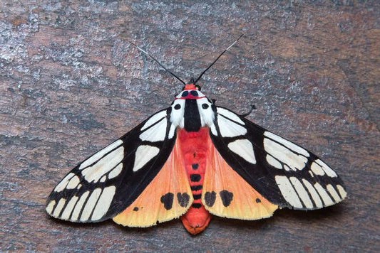 Real Areas galactina tiger moth | Preserved Dry Insect | Dried Taxidermy Specimen for Art, Science, Collection, Oddities Display