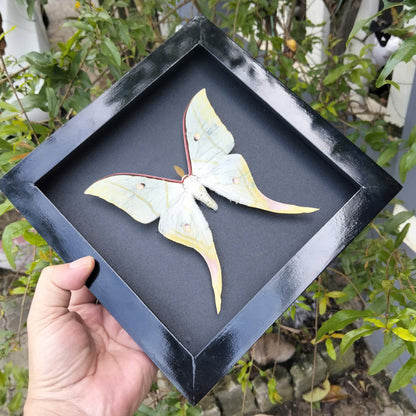 Combo x10 - Real Actias Selene Moth in Decorative Frames for Wholesale (in US)