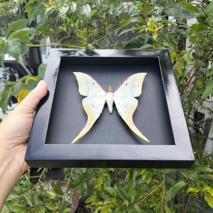 Combo x10 - Real Actias Selene Moth in Decorative Frames for Wholesale (in US)