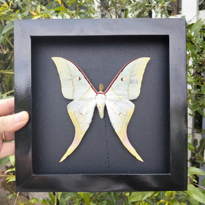 Combo x10 - Real Actias Selene Moth in Decorative Frames for Wholesale (in US)