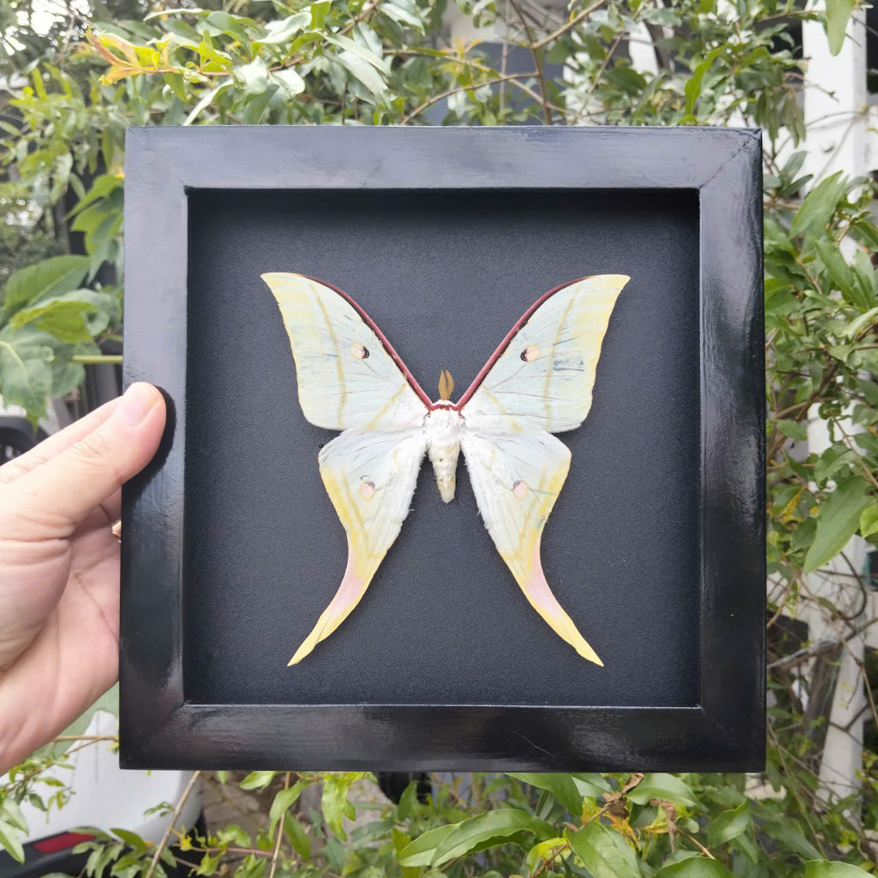 Combo x10 - Real Actias Selene Moth in Decorative Frames for Wholesale (in US)