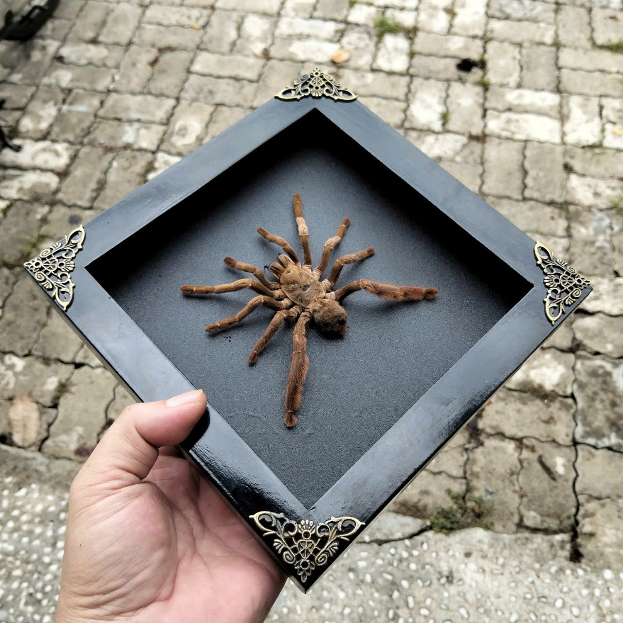 Spooky Insect Collection for Halloween – Unique Gift Idea with Vietnam Tarantula Shadow Box (in US)