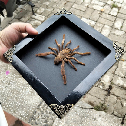 Spooky Insect Collection for Halloween – Unique Gift Idea with Vietnam Tarantula Shadow Box (in US)