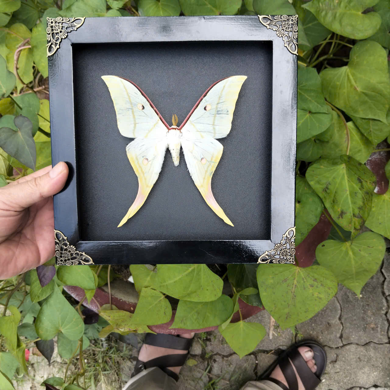 Combo x10 - Real Actias Selene Moth in Decorative Frames for Wholesale (in US)