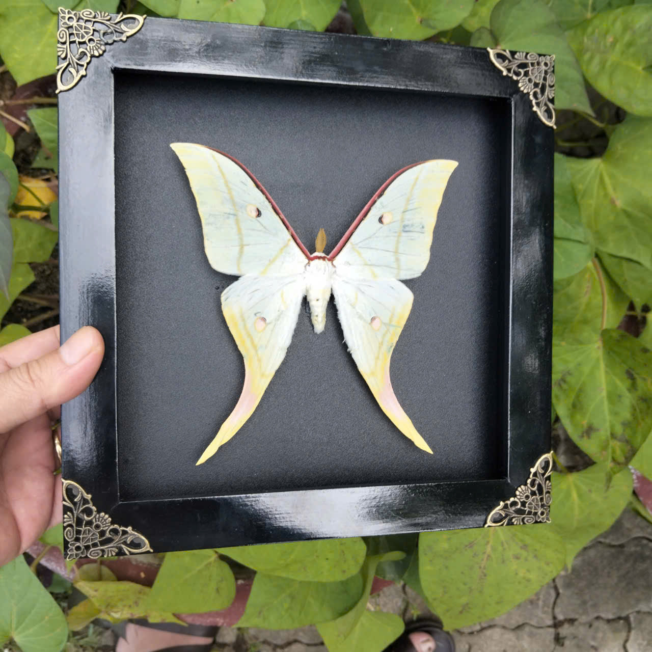 Combo x10 - Real Actias Selene Moth in Decorative Frames for Wholesale (in US)