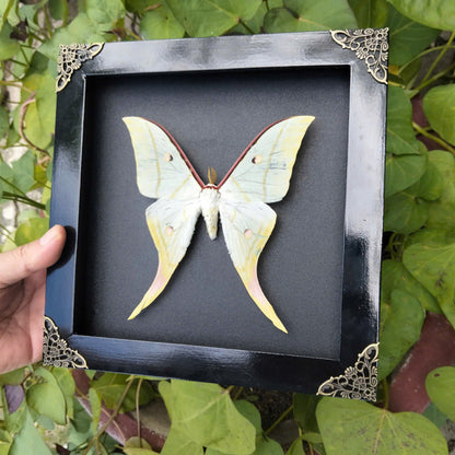 Combo x10 - Real Actias Selene Moth in Decorative Frames for Wholesale (in US)