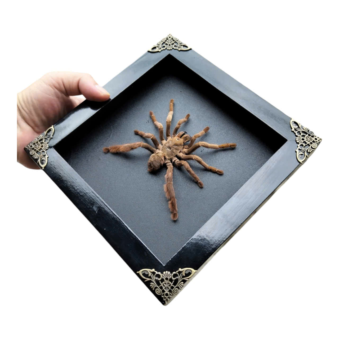 Spooky Insect Collection for Halloween – Unique Gift Idea with Vietnam Tarantula Shadow Box (in US)