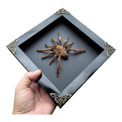 Spooky Insect Collection for Halloween – Unique Gift Idea with Vietnam Tarantula Shadow Box (in US)