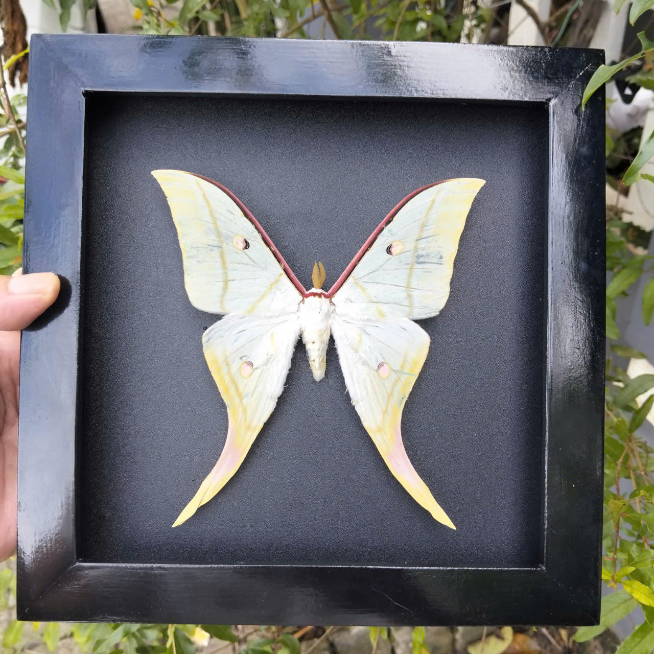 Combo x10 - Real Actias Selene Moth in Decorative Frames for Wholesale (in US)